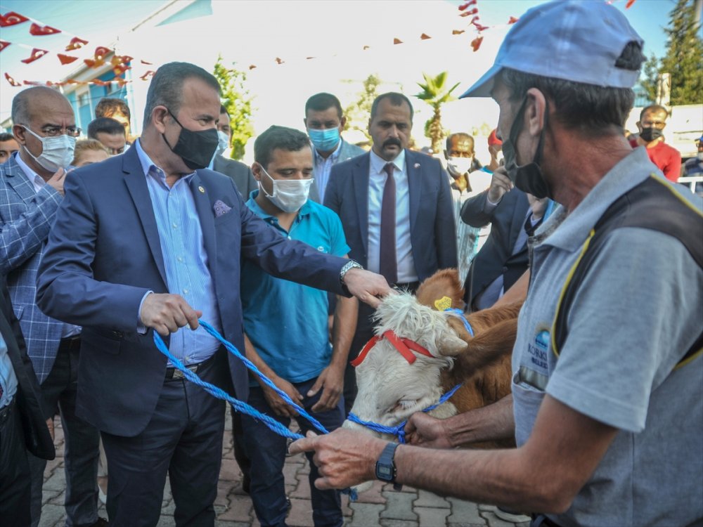 MHP, Manavgat'ta Yangından Zarar Gören Vatandaşlara 500 Küçükbaş Ve Büyükbaş Hayvan Dağıttı