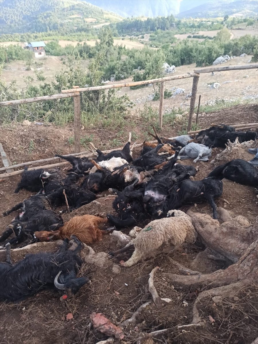 Mersin'de Yıldırım Düşmesi Sonucu 30 Küçükbaş Telef Oldu