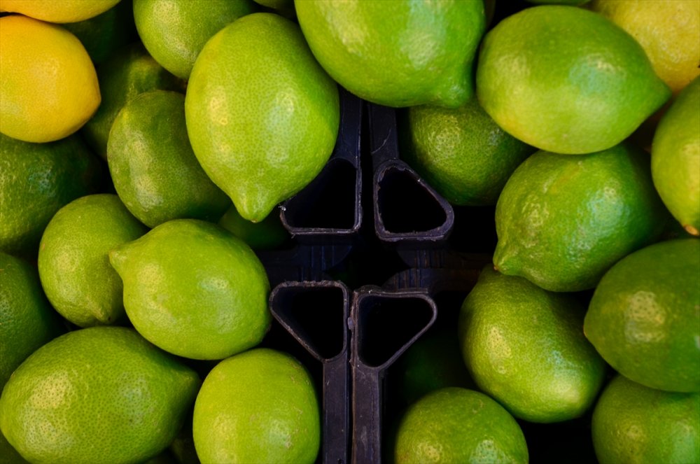 Turunçgilde Yeni Sezon Erkenci Limon Hasadıyla Başlıyor