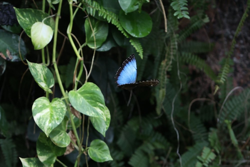 Konya'da Kelebeklerin Rengarenk Dünyası