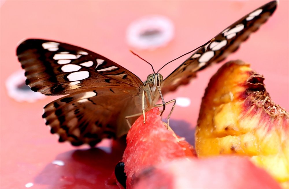 Konya'da Kelebeklerin Rengarenk Dünyası