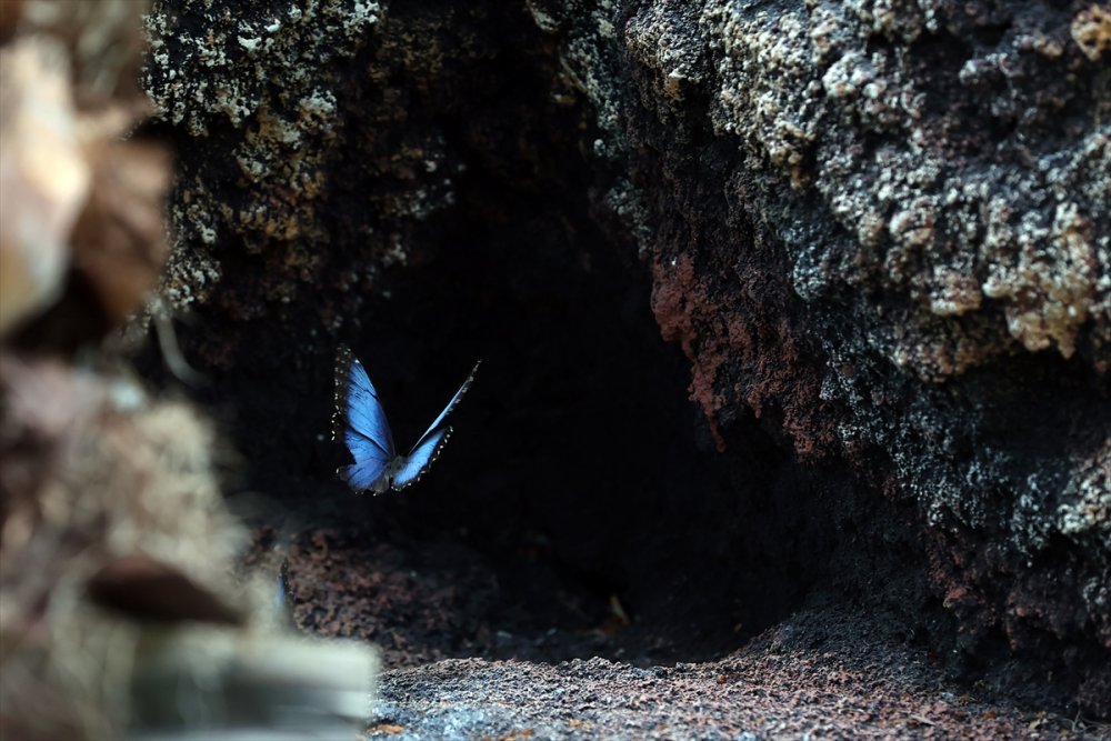 Konya'da Kelebeklerin Rengarenk Dünyası