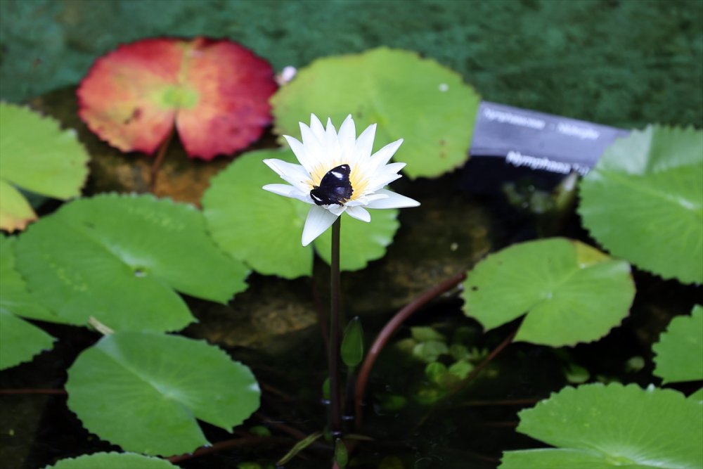 Konya'da Kelebeklerin Rengarenk Dünyası
