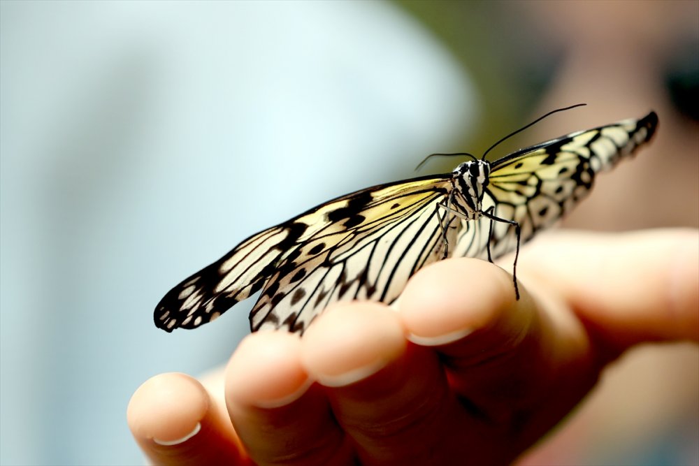Konya'da Kelebeklerin Rengarenk Dünyası