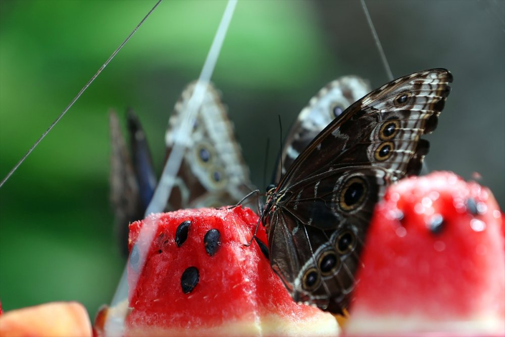 Konya'da Kelebeklerin Rengarenk Dünyası