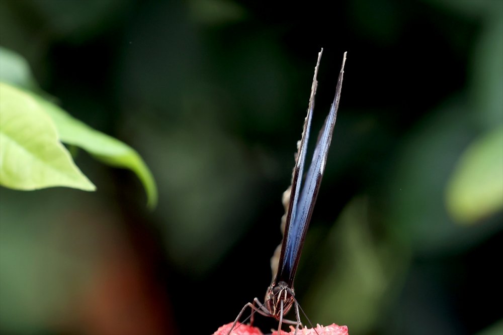 Konya'da Kelebeklerin Rengarenk Dünyası