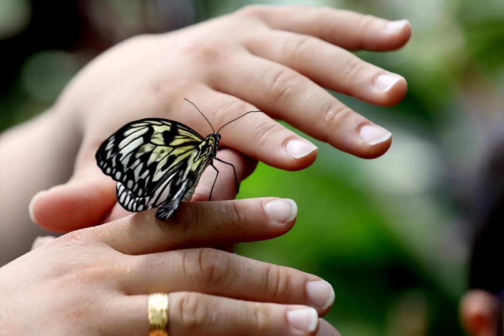 Konya'da Kelebeklerin Rengarenk Dünyası