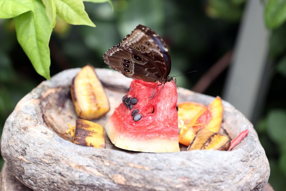 Konya'da Kelebeklerin Rengarenk Dünyası