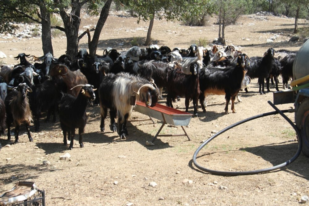 Konya'da Besicilerin Taşıma Su Telaşı