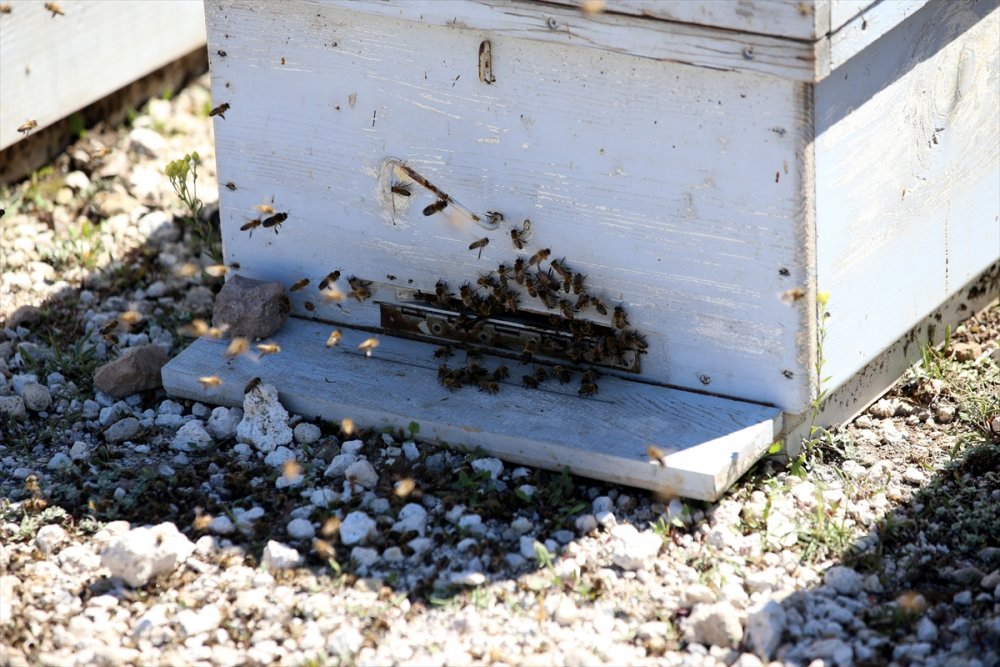 Kaliteli Bal İçin Arılarıyla 30 Yıldır Şehir Şehir Geziyor