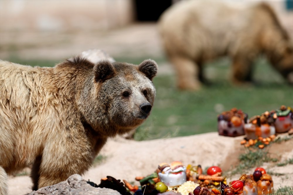 Kayseri Hayvanat Bahçesinin Sakinlerinden Boz Ayılar, Sıcakta Buzlu Meyve Kokteylleriyle Ferahlıyor