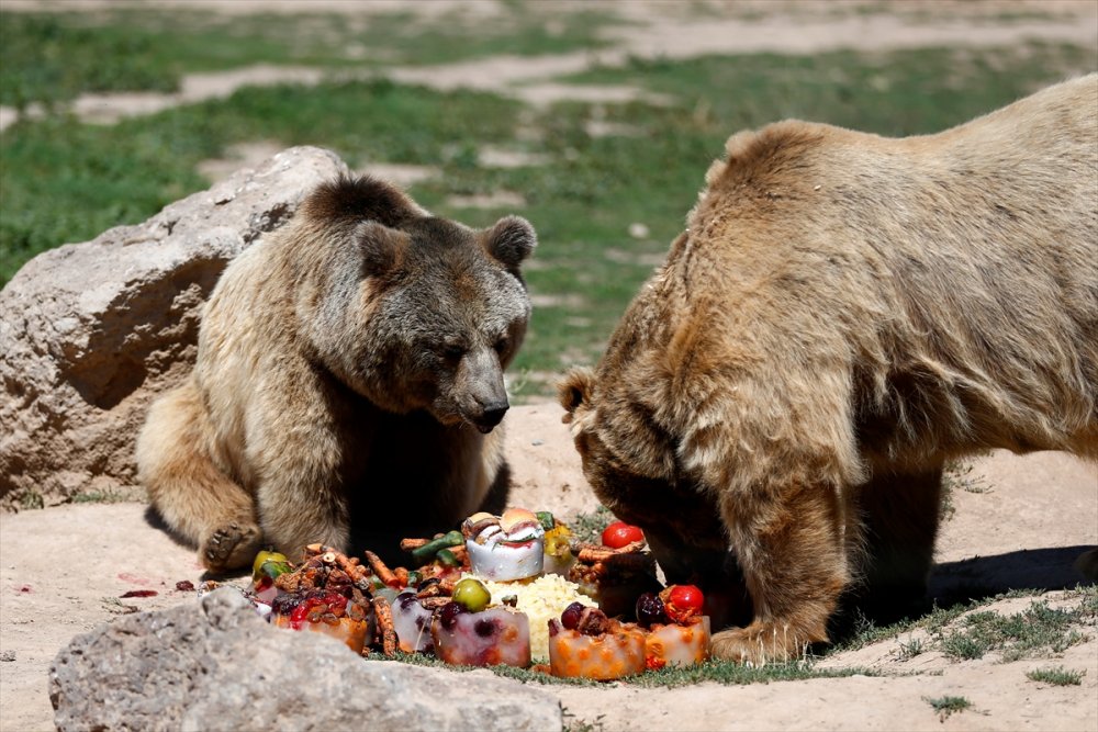 Kayseri Hayvanat Bahçesinin Sakinlerinden Boz Ayılar, Sıcakta Buzlu Meyve Kokteylleriyle Ferahlıyor