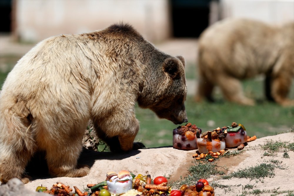 Kayseri Hayvanat Bahçesinin Sakinlerinden Boz Ayılar, Sıcakta Buzlu Meyve Kokteylleriyle Ferahlıyor