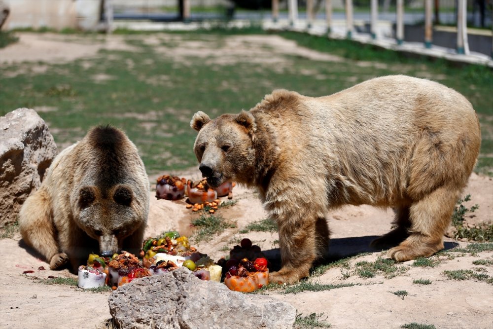 Kayseri Hayvanat Bahçesinin Sakinlerinden Boz Ayılar, Sıcakta Buzlu Meyve Kokteylleriyle Ferahlıyor