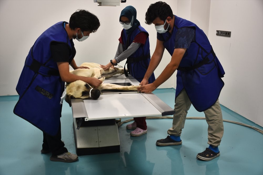 Konya'daki Hayvan Hastanesi Sevimli Dostlara Şifa Oluyor