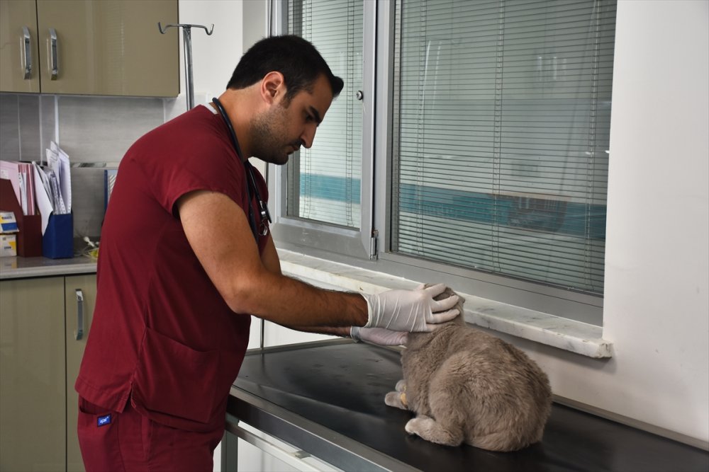Konya'daki Hayvan Hastanesi Sevimli Dostlara Şifa Oluyor