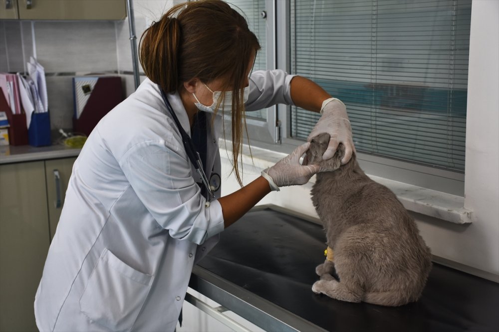 Konya'daki Hayvan Hastanesi Sevimli Dostlara Şifa Oluyor