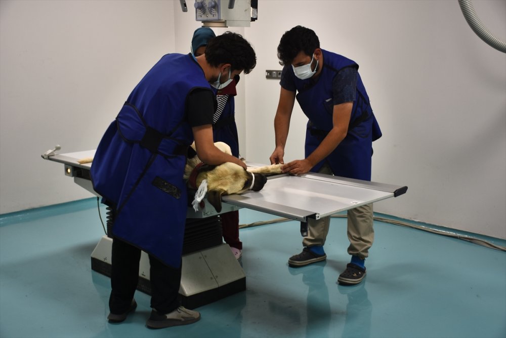 Konya'daki Hayvan Hastanesi Sevimli Dostlara Şifa Oluyor