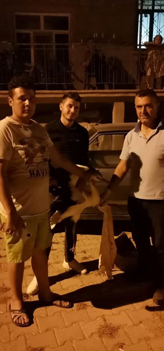 Yalıhüyük'te Yaralı Halde Bulunan Leylek Tedavi Edildi