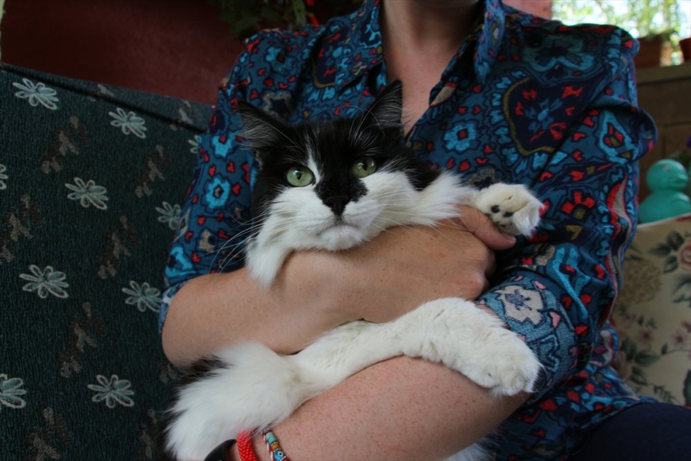 Hayvansever Öğretmen Baktığı Canlar İçin Veteriner Fakültesinde Doktora Yapıyor