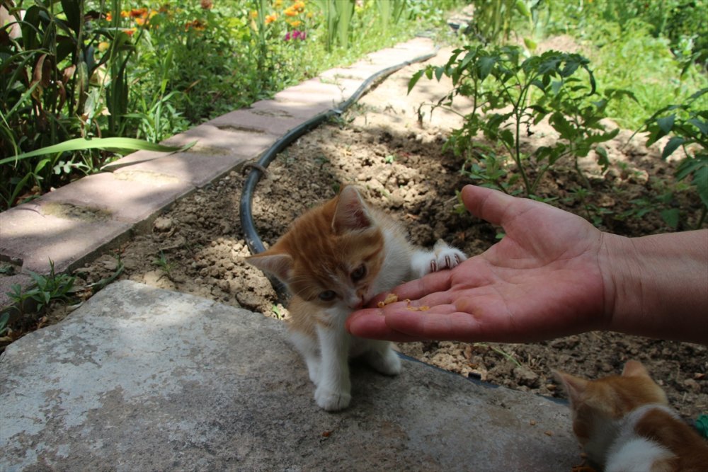 Hayvansever Öğretmen Baktığı Canlar İçin Veteriner Fakültesinde Doktora Yapıyor