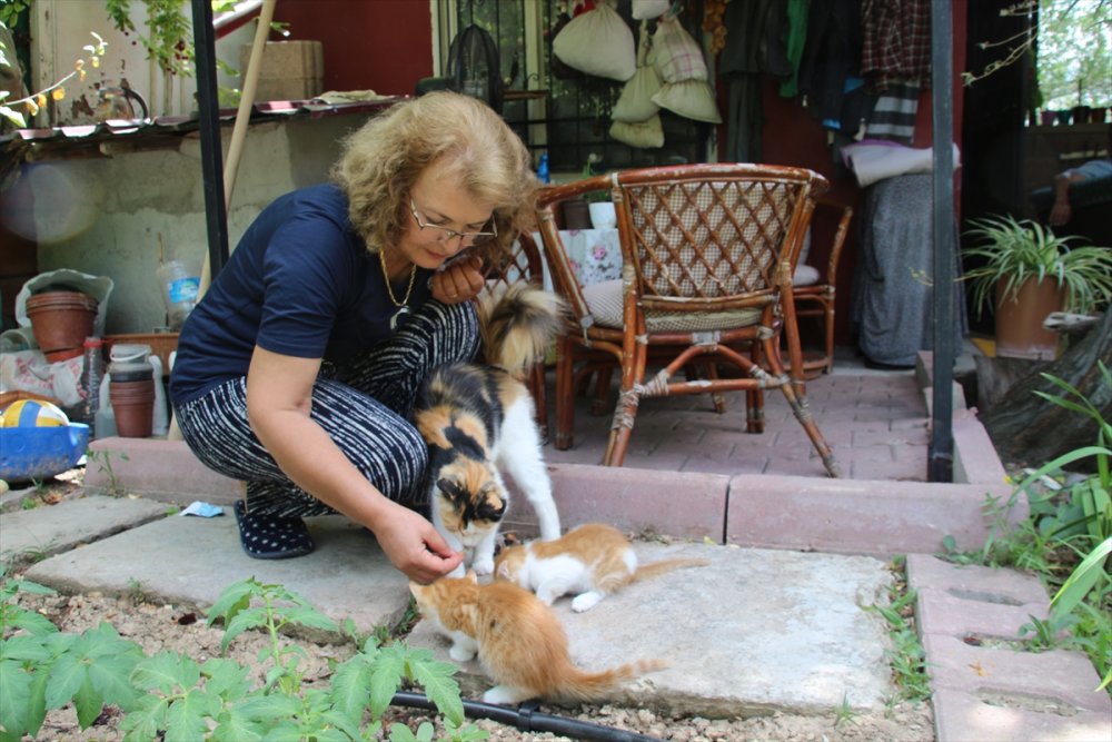 Hayvansever Öğretmen Baktığı Canlar İçin Veteriner Fakültesinde Doktora Yapıyor