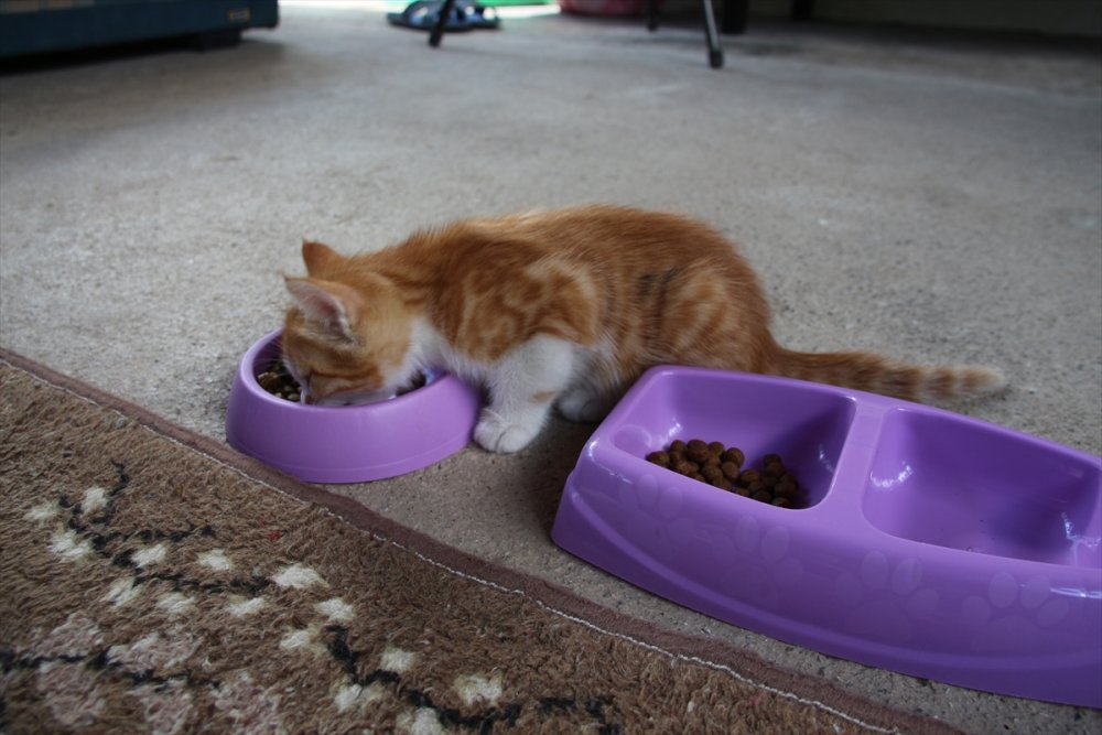 Hayvansever Öğretmen Baktığı Canlar İçin Veteriner Fakültesinde Doktora Yapıyor