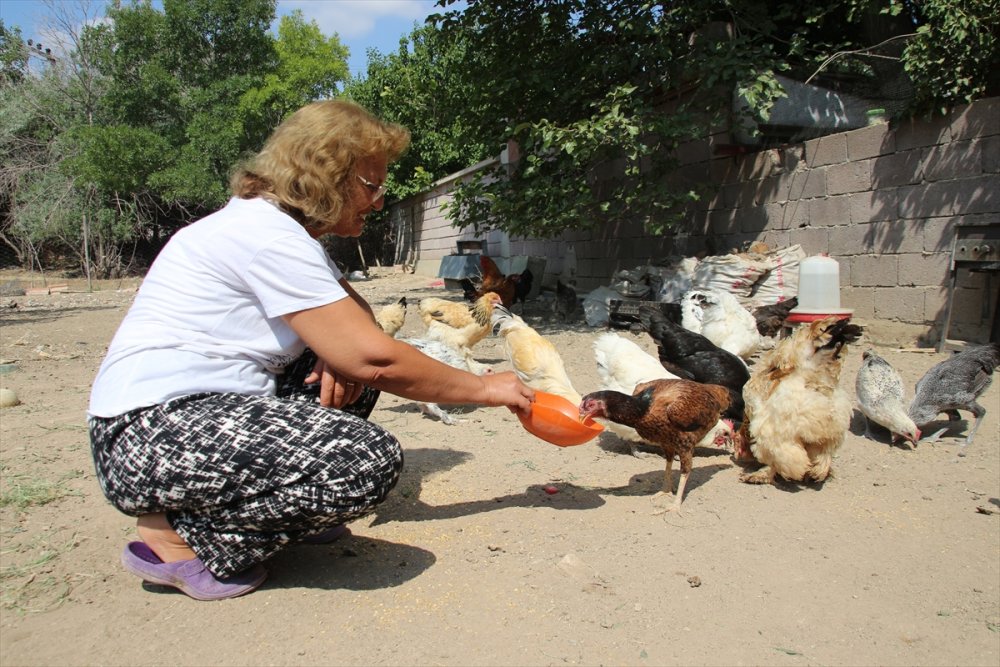 Hayvansever Öğretmen Baktığı Canlar İçin Veteriner Fakültesinde Doktora Yapıyor