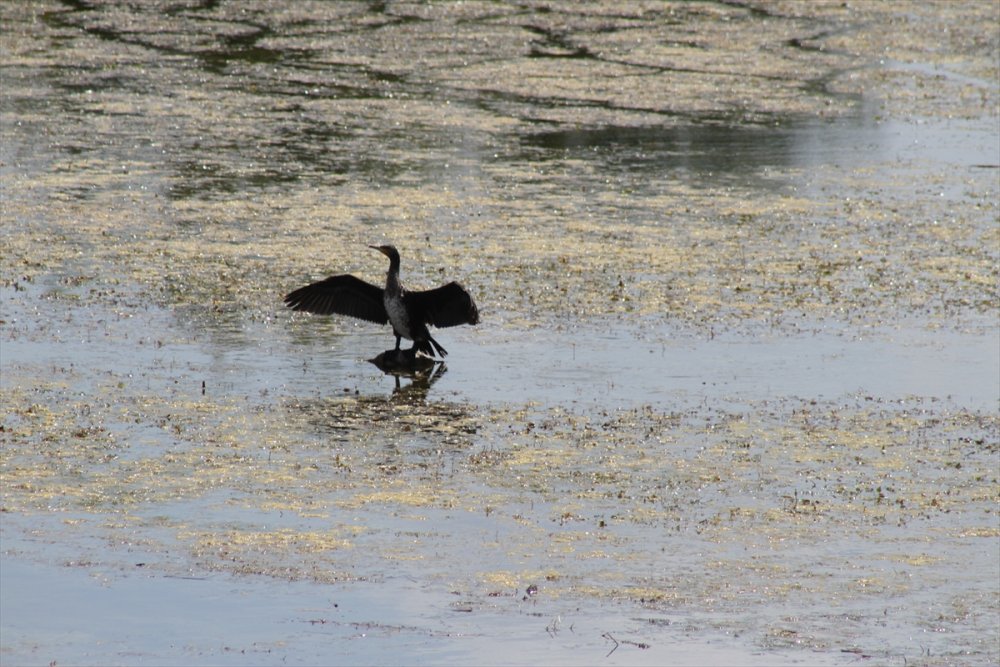 Kuraklığın Etkilediği Beyşehir Gölü Eski Günlerini Arıyor