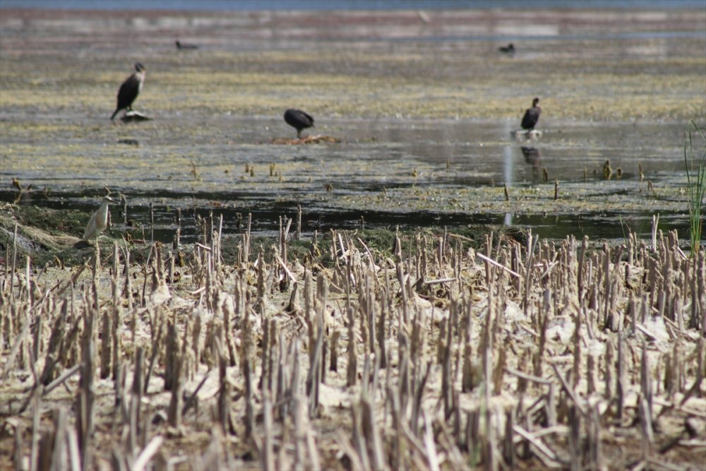 Kuraklığın Etkilediği Beyşehir Gölü Eski Günlerini Arıyor