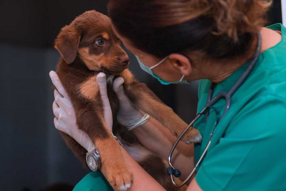 Mersin'de Hayvan Bakımevi, Kovid-19 Nedeniyle 1 Eylül'e Kadar Ziyarete Kapatıldı