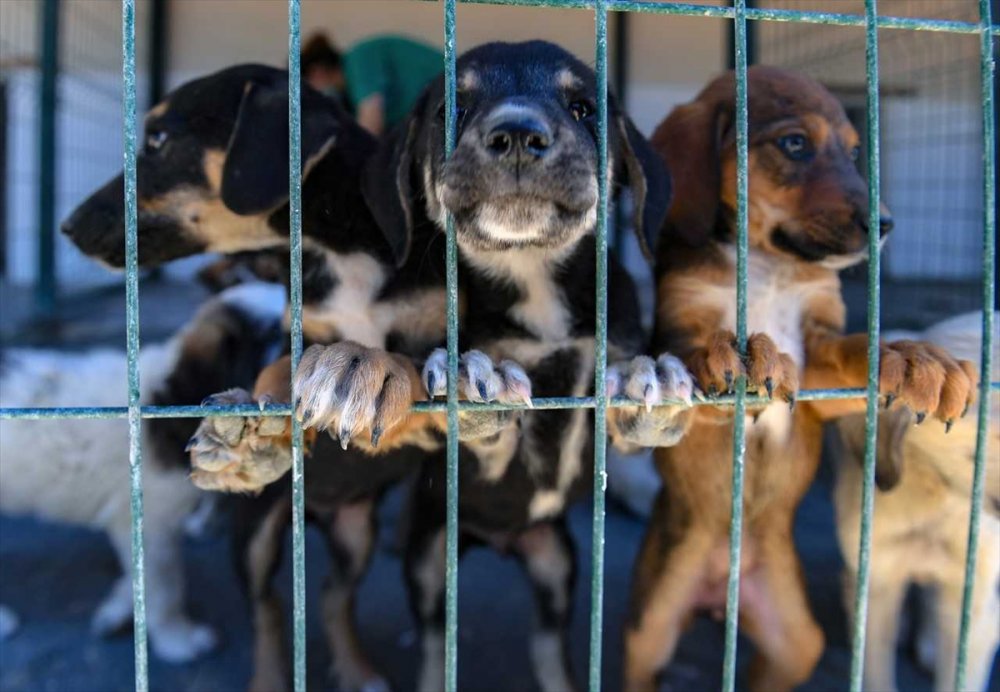 Mersin'de Hayvan Bakımevi, Kovid-19 Nedeniyle 1 Eylül'e Kadar Ziyarete Kapatıldı