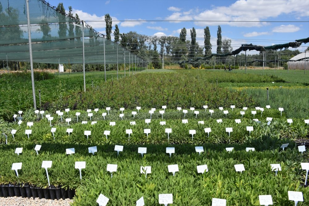 Eskişehir Orman Fidanlığı, Ege Ve Akdeniz'deki Orman Yangınlarının İzini Milyonlarca Fidanla Silecek