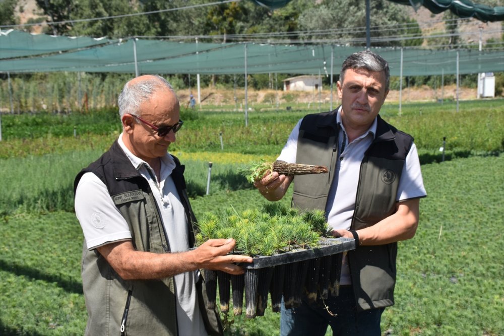 Eskişehir Orman Fidanlığı, Ege Ve Akdeniz'deki Orman Yangınlarının İzini Milyonlarca Fidanla Silecek