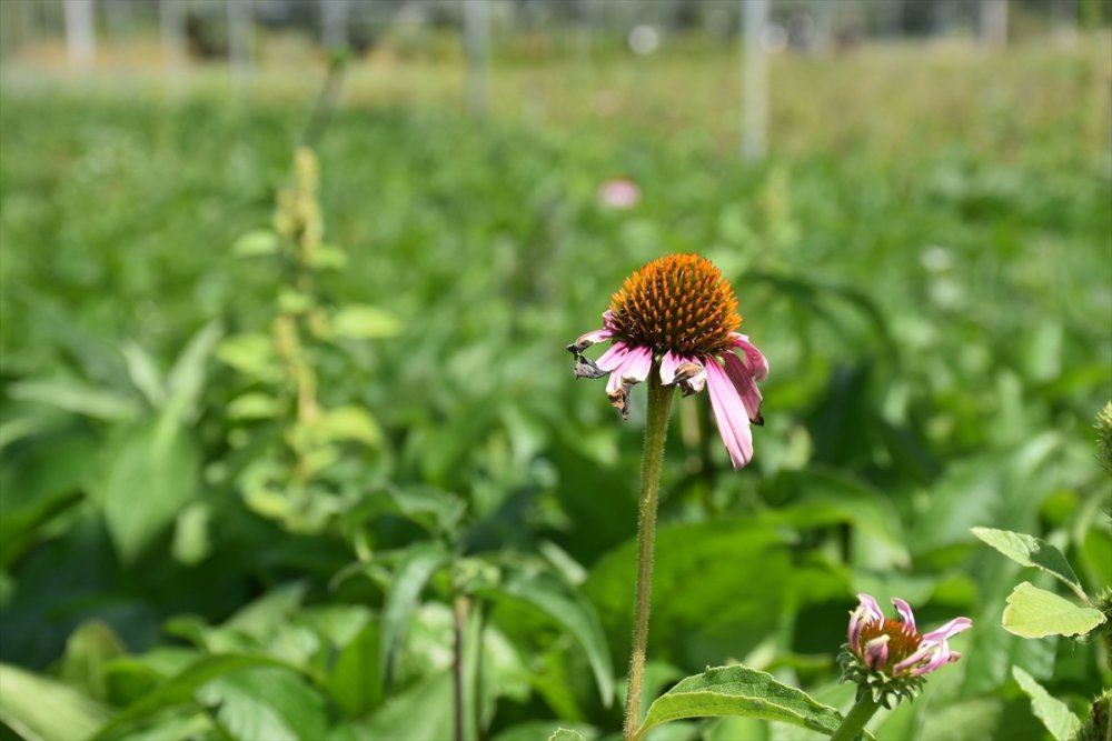Eskişehir Orman Fidanlığı, Ege Ve Akdeniz'deki Orman Yangınlarının İzini Milyonlarca Fidanla Silecek