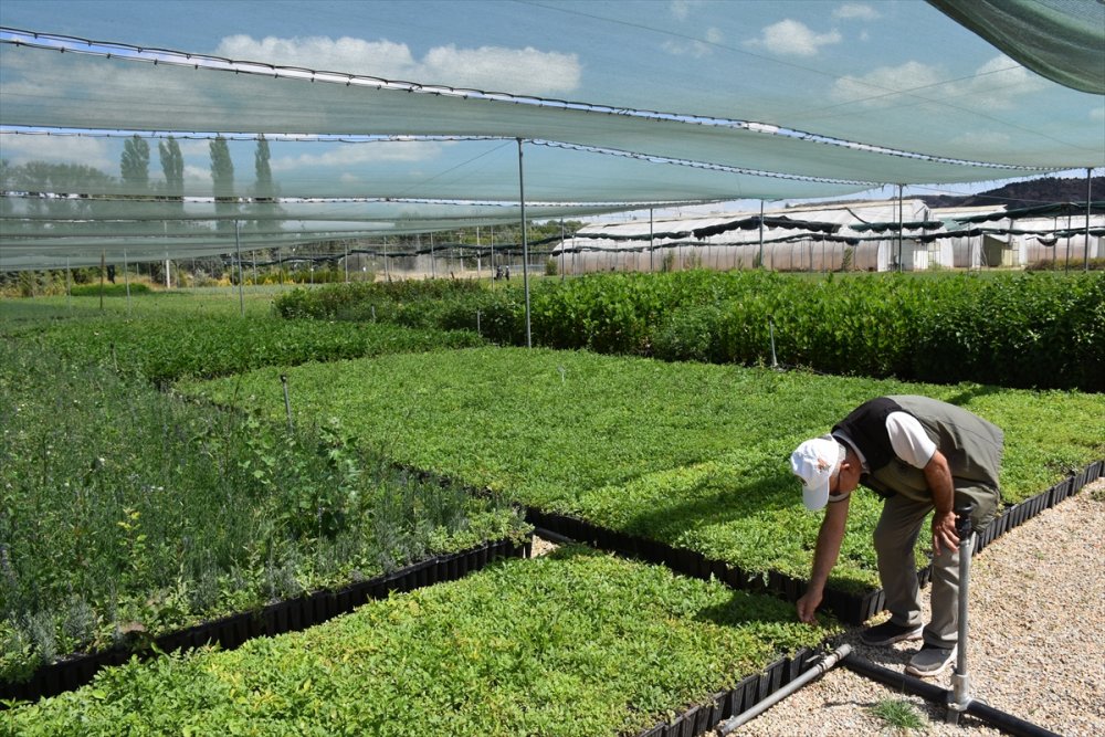 Eskişehir Orman Fidanlığı, Ege Ve Akdeniz'deki Orman Yangınlarının İzini Milyonlarca Fidanla Silecek