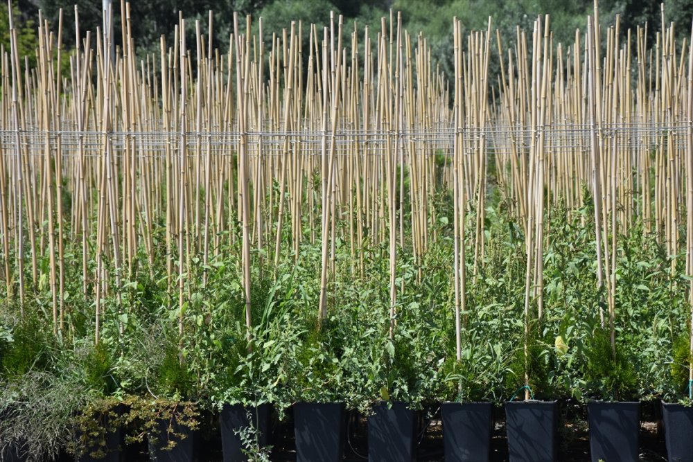 Eskişehir Orman Fidanlığı, Ege Ve Akdeniz'deki Orman Yangınlarının İzini Milyonlarca Fidanla Silecek