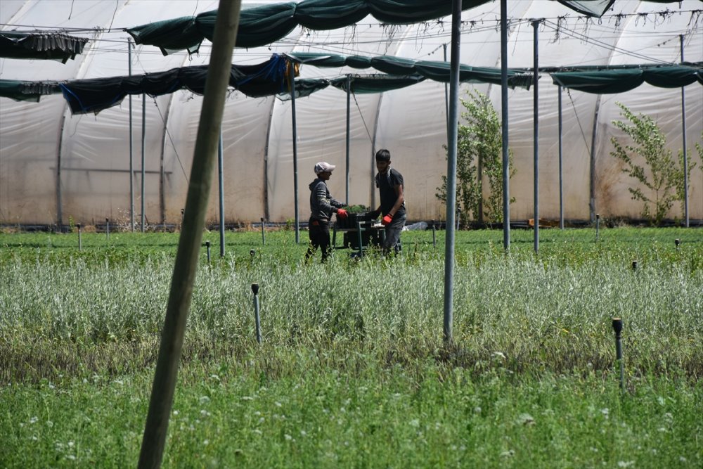Eskişehir Orman Fidanlığı, Ege Ve Akdeniz'deki Orman Yangınlarının İzini Milyonlarca Fidanla Silecek