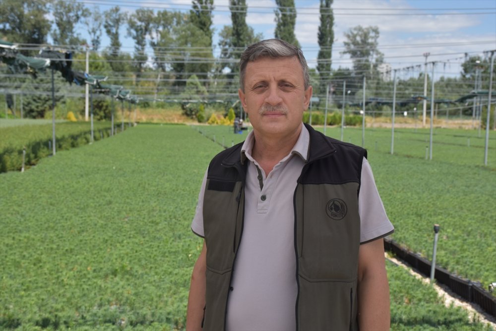 Eskişehir Orman Fidanlığı, Ege Ve Akdeniz'deki Orman Yangınlarının İzini Milyonlarca Fidanla Silecek