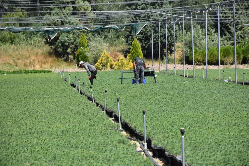 Eskişehir Orman Fidanlığı, Ege Ve Akdeniz'deki Orman Yangınlarının İzini Milyonlarca Fidanla Silecek