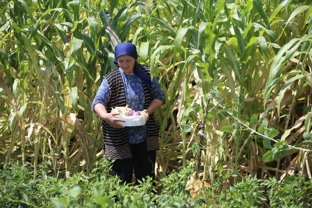 Kayseri'de Üretilen Ata Tohumları Türkiye'nin Dört Bir Yanında Yeşeriyor