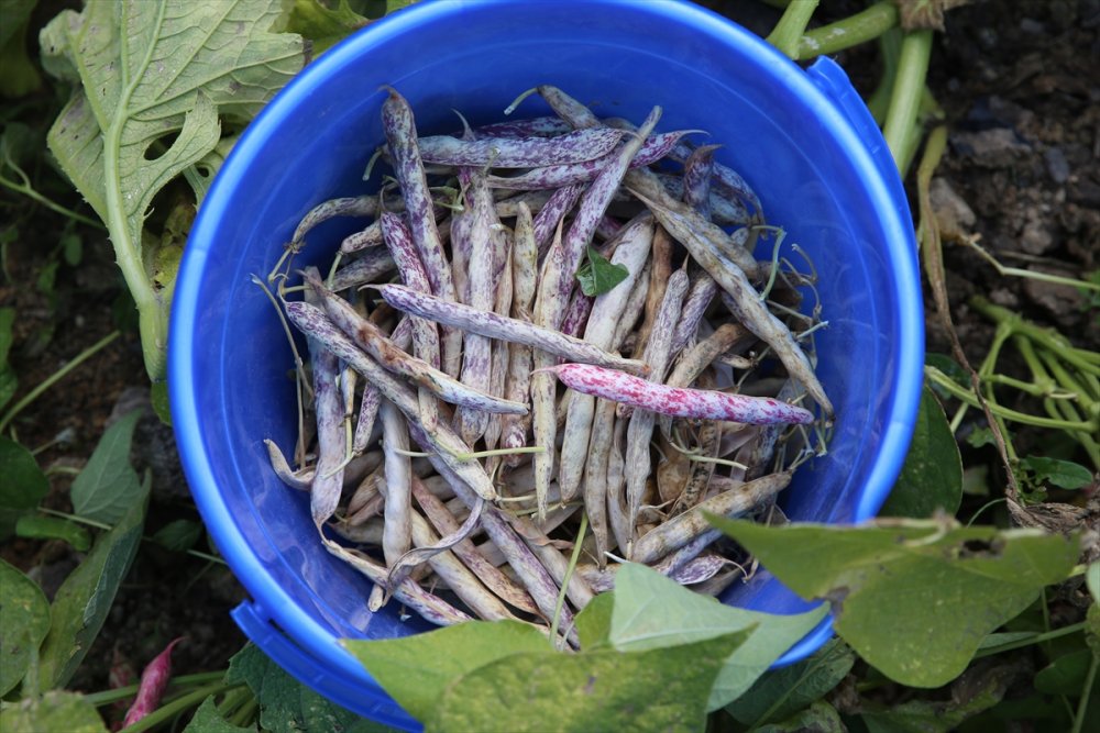 Kayseri'de Üretilen Ata Tohumları Türkiye'nin Dört Bir Yanında Yeşeriyor