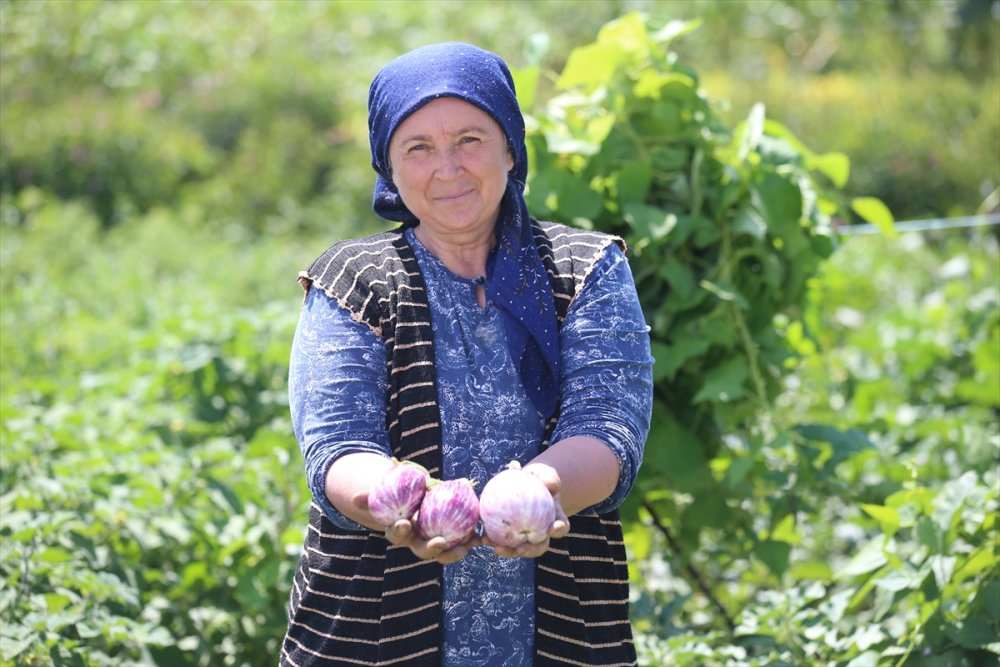 Kayseri'de Üretilen Ata Tohumları Türkiye'nin Dört Bir Yanında Yeşeriyor