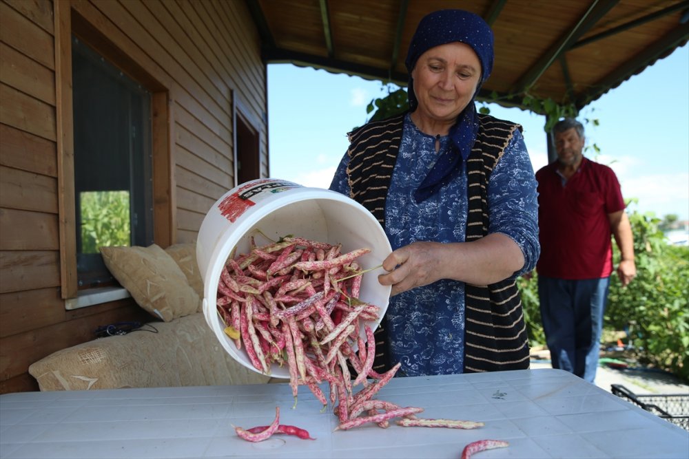 Kayseri'de Üretilen Ata Tohumları Türkiye'nin Dört Bir Yanında Yeşeriyor