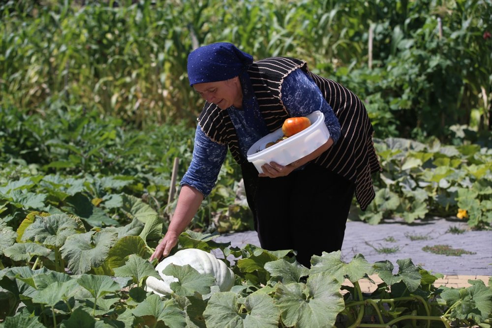 Kayseri'de Üretilen Ata Tohumları Türkiye'nin Dört Bir Yanında Yeşeriyor