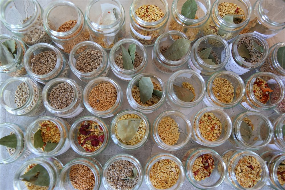 Kayseri'de Üretilen Ata Tohumları Türkiye'nin Dört Bir Yanında Yeşeriyor