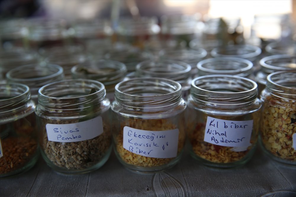 Kayseri'de Üretilen Ata Tohumları Türkiye'nin Dört Bir Yanında Yeşeriyor