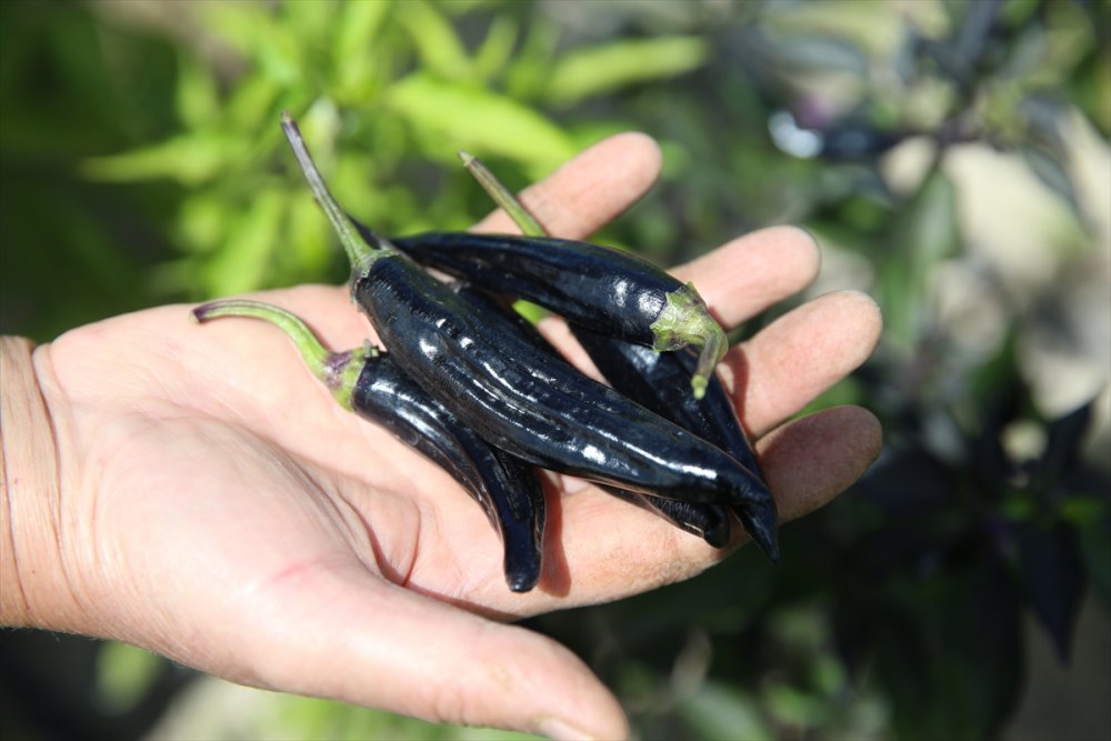 Kayseri'de Üretilen Ata Tohumları Türkiye'nin Dört Bir Yanında Yeşeriyor