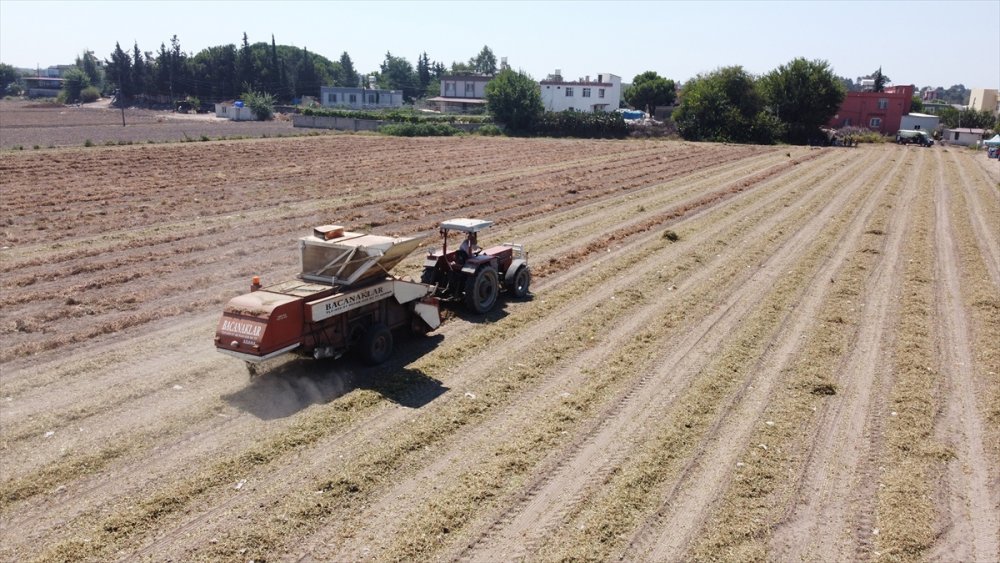 Mersin'de "Ayşehanım" Yer Fıstığı Çeşidinde Hasat Başladı