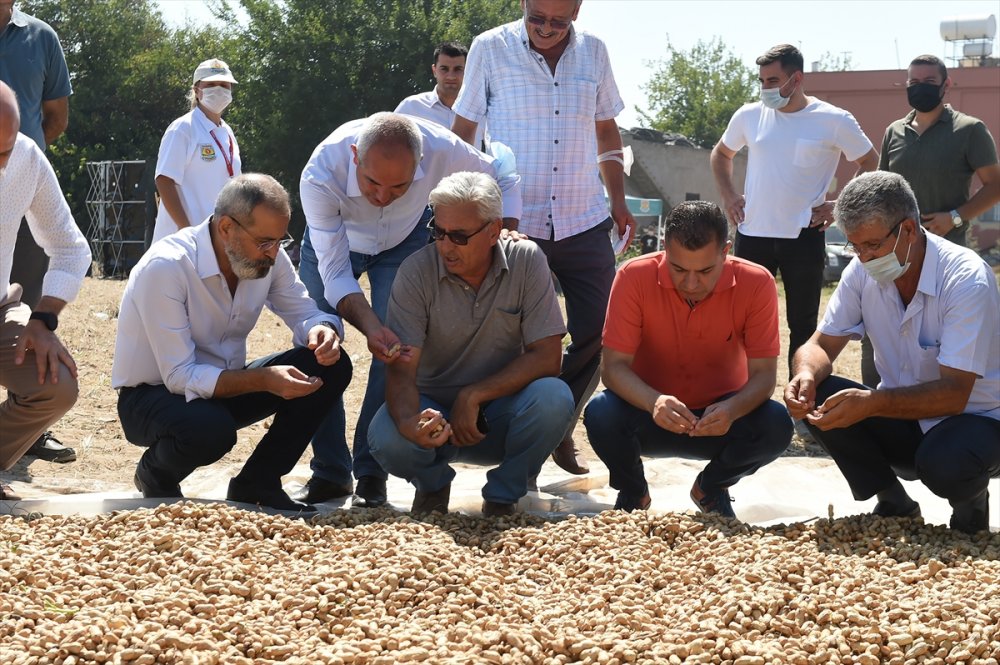 Mersin'de "Ayşehanım" Yer Fıstığı Çeşidinde Hasat Başladı
